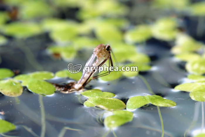 Moustique - Métamorphose du moustique (5) - gryphea.com